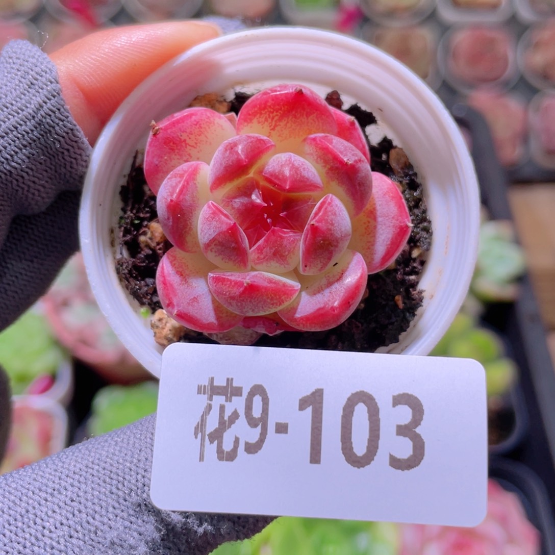 花利美 9-103新品 