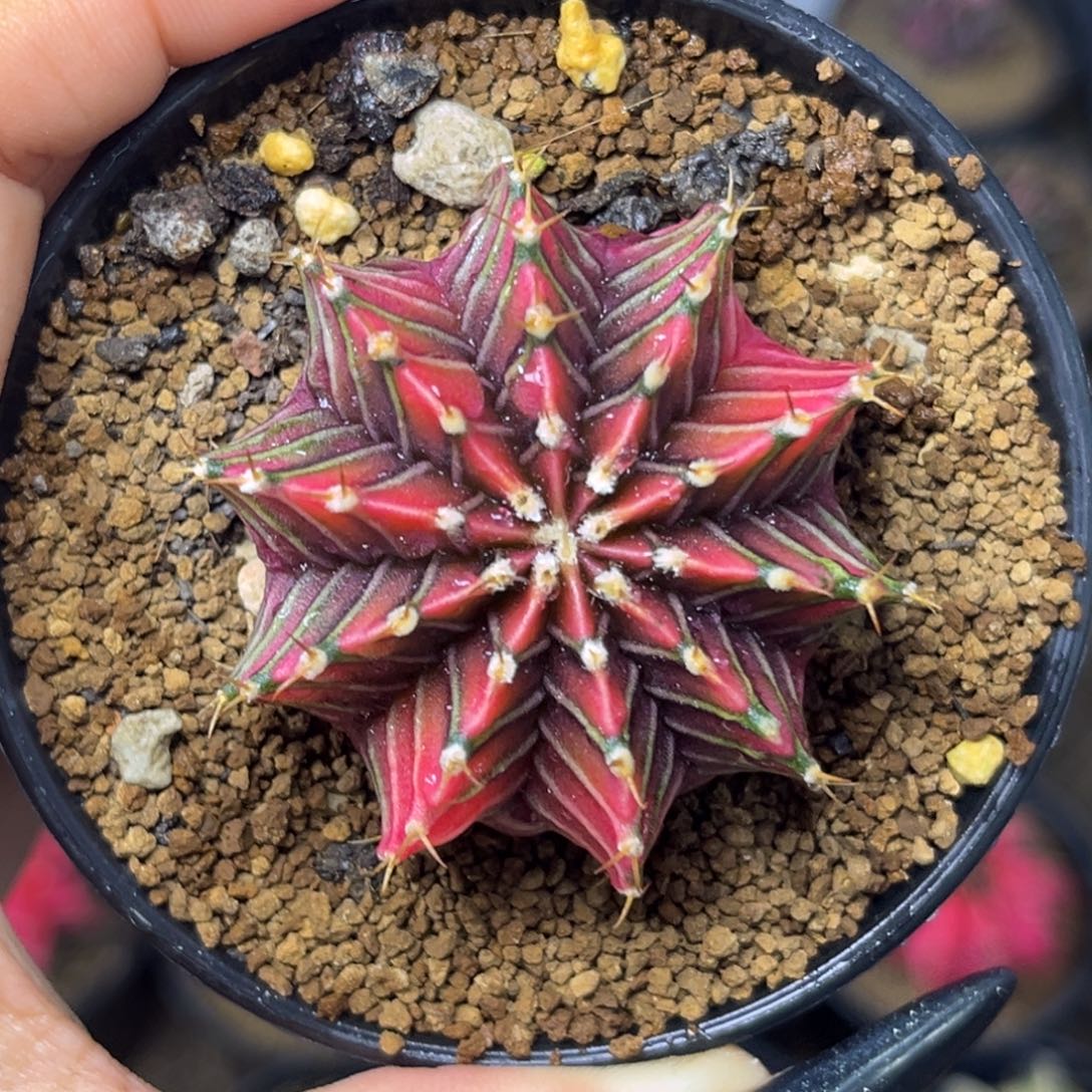 泰系肋骨锦 带盆土发货