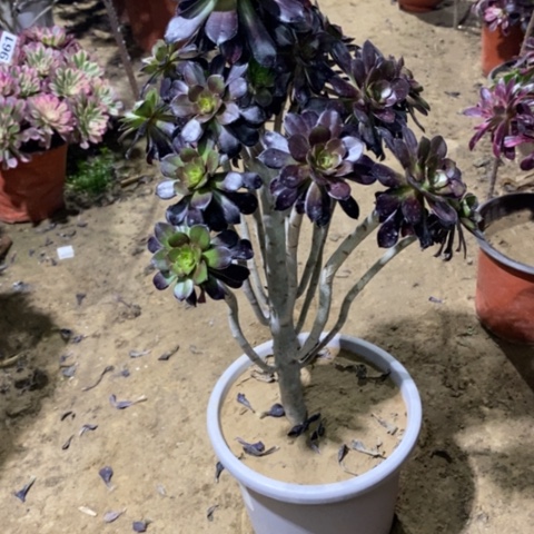 954黑法师145678899