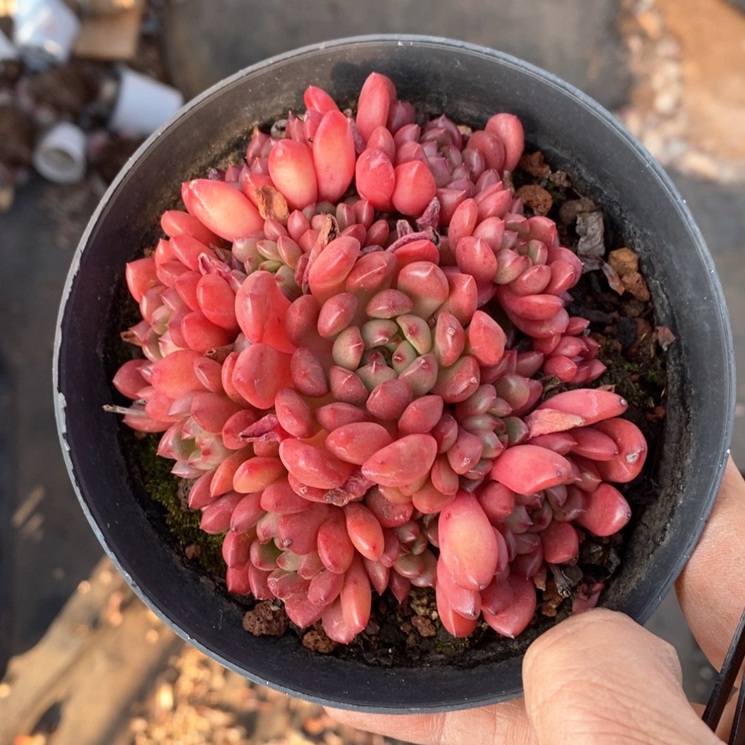 精品多肉一物一拍不包整116