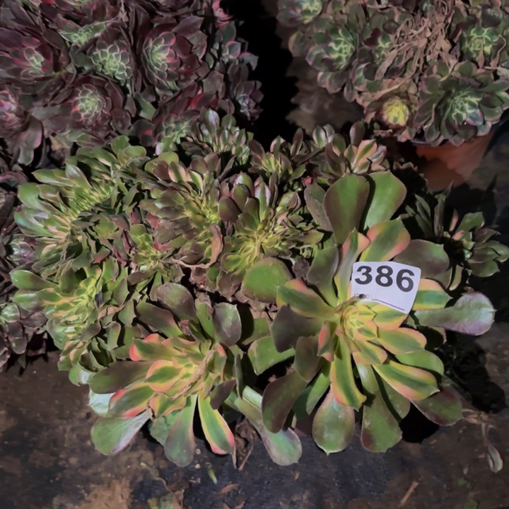 386香妃多肉植物不售后