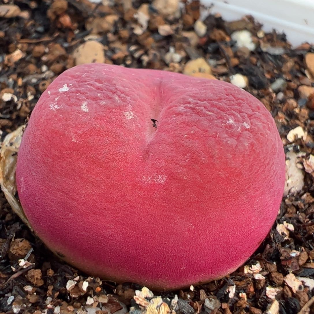 水蜜桃多肉植物百科