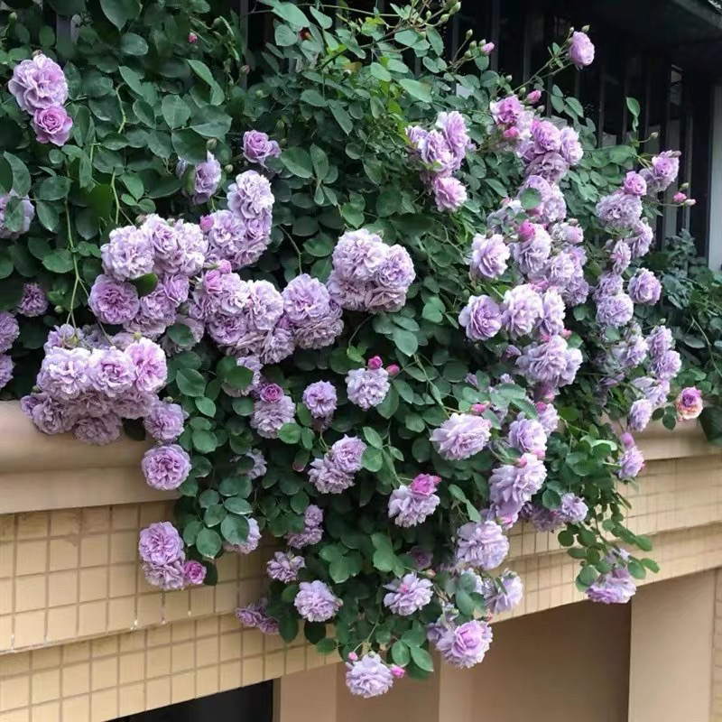 蓝色阴雨带花苞月季盆栽花苗阳台庭院种植多季节开花藤本月季