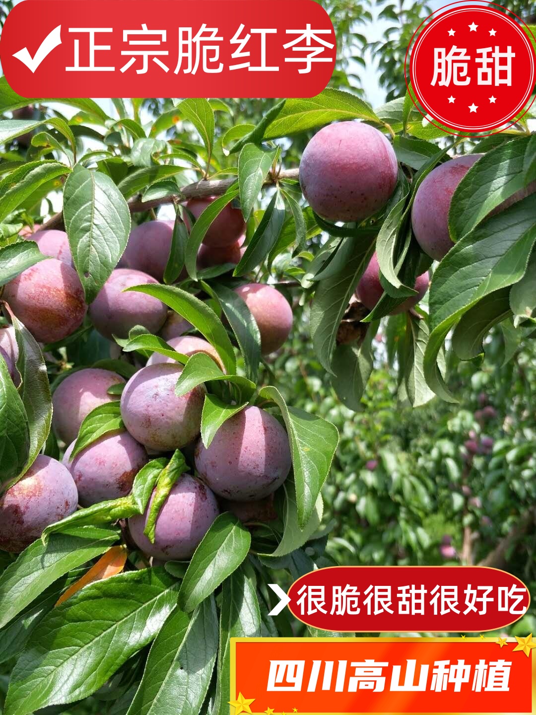 四川高山新鲜应季脱骨脆红李脆甜多汁爽口肉厚产地直发