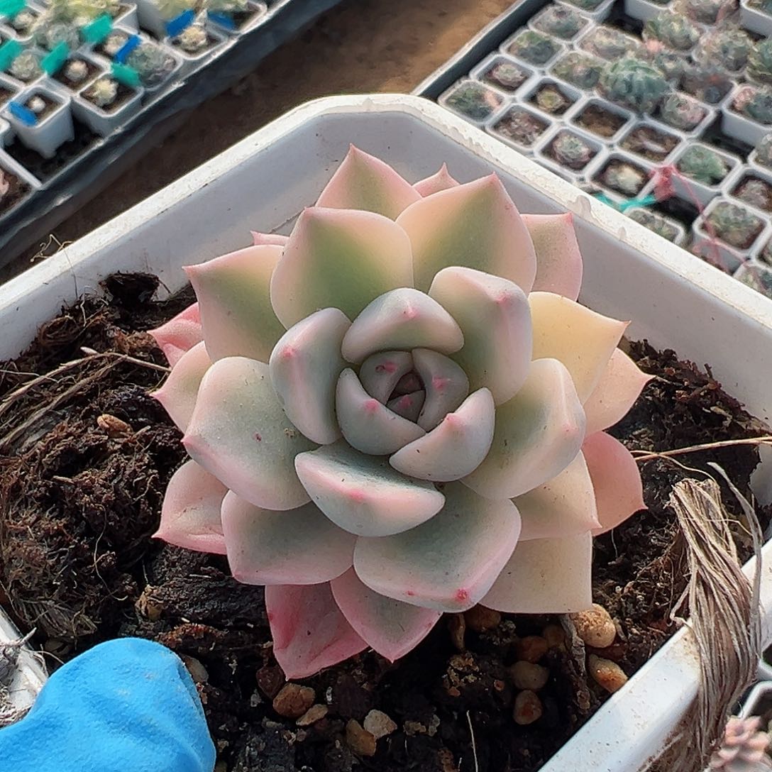 红粉佳人锦，宽覆轮锦