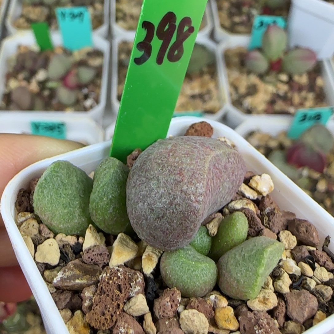 编号398底叶插，四方盆发