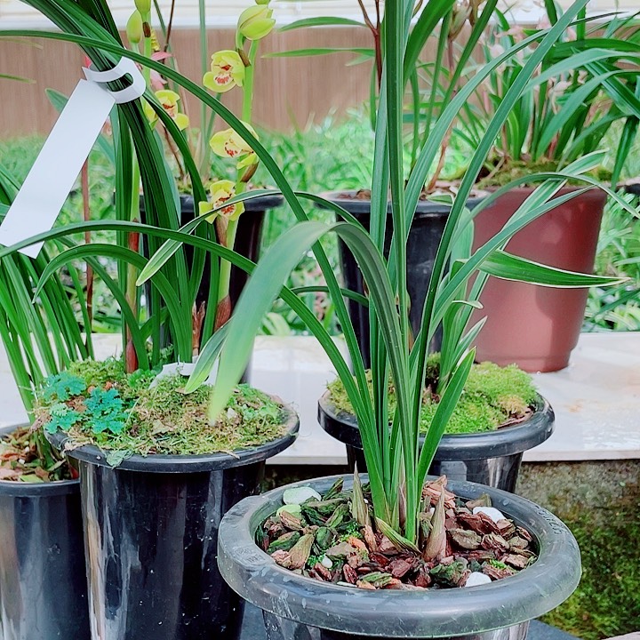 老***头无花朵一物一漂亮开花