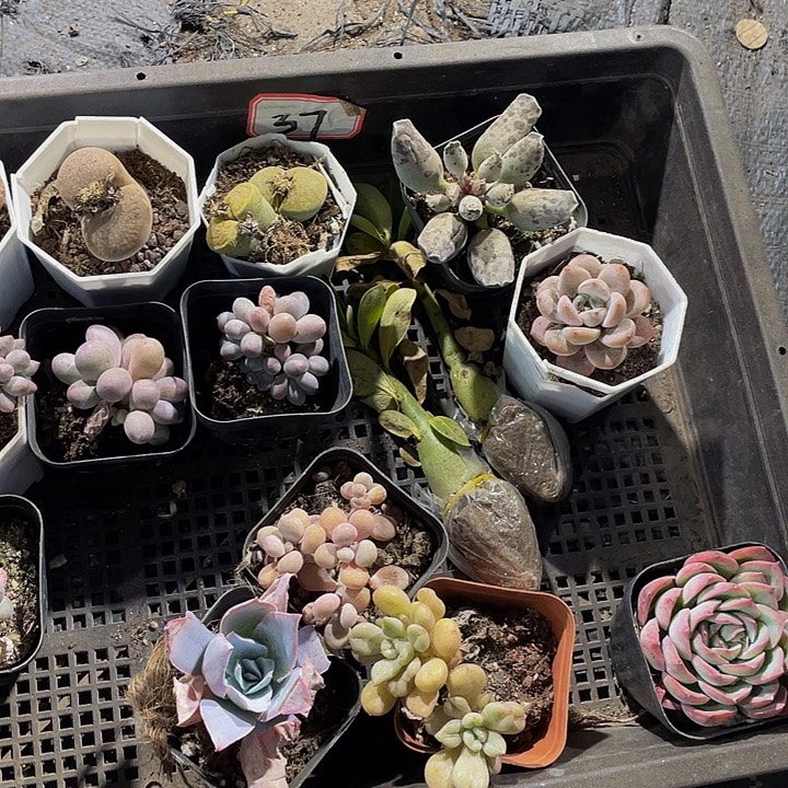 快****37号筐带盆土发货