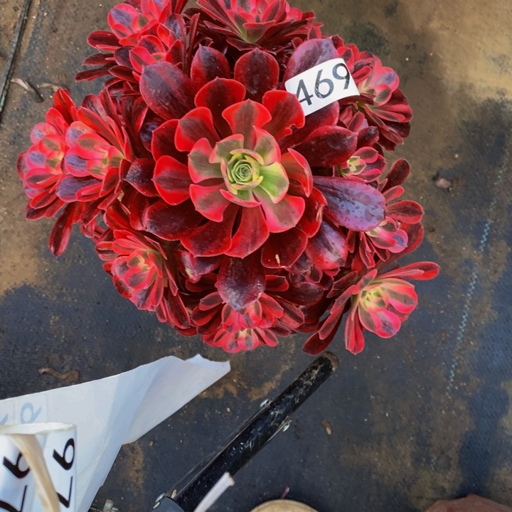 469 美杜莎带主头