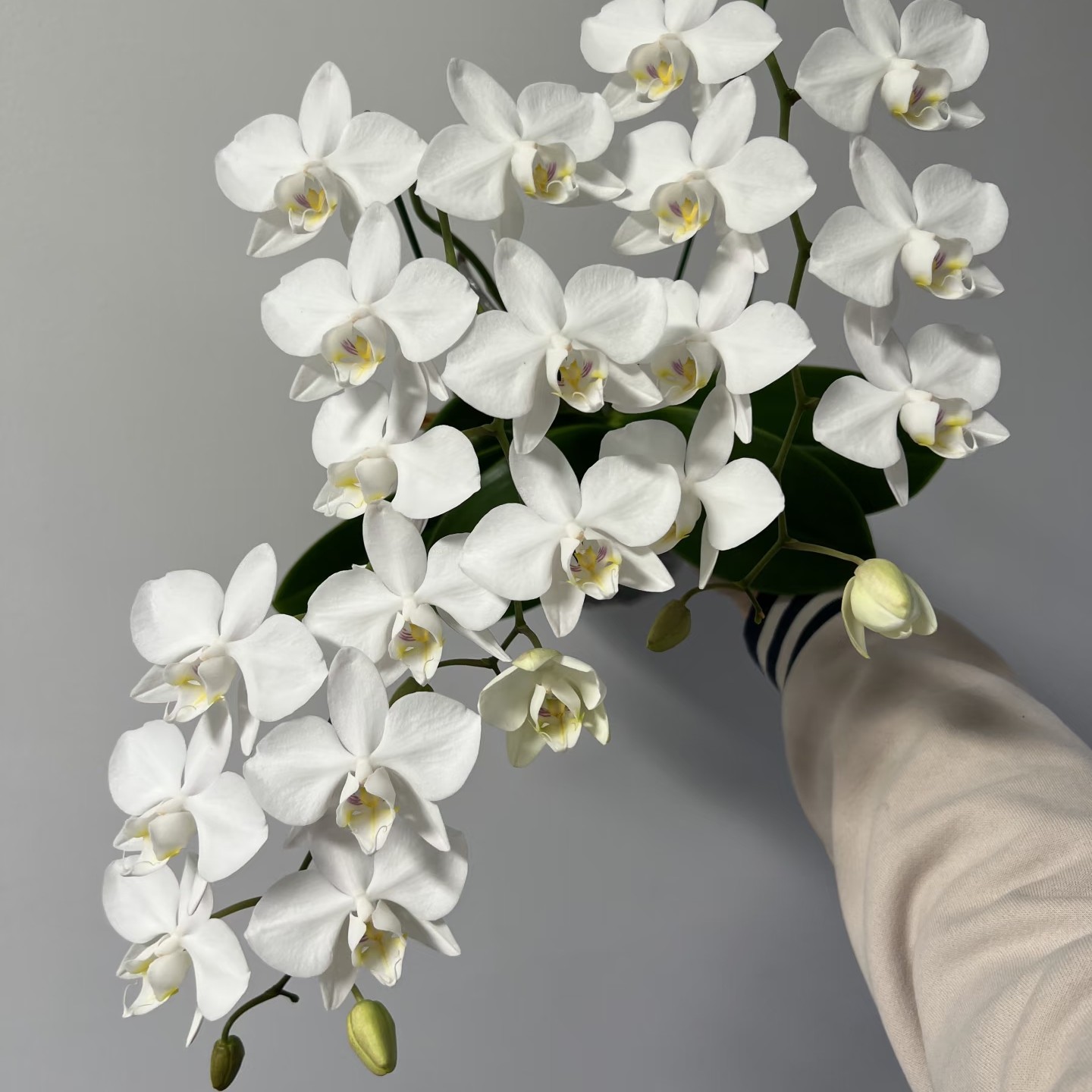 粉阿嫲     3.5寸    带花剑