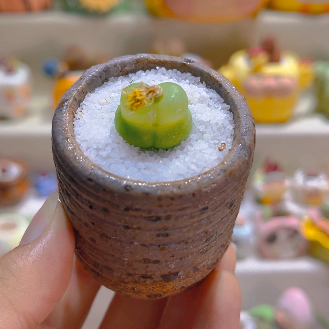 015拉登1.9厘米带盆带土手工盆