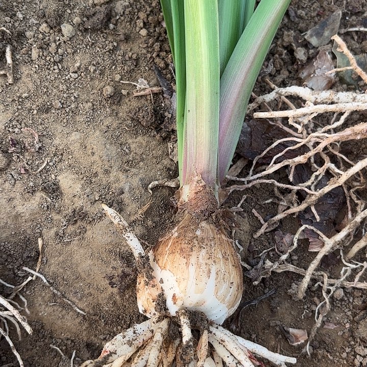 无花朵双梦包对版一号