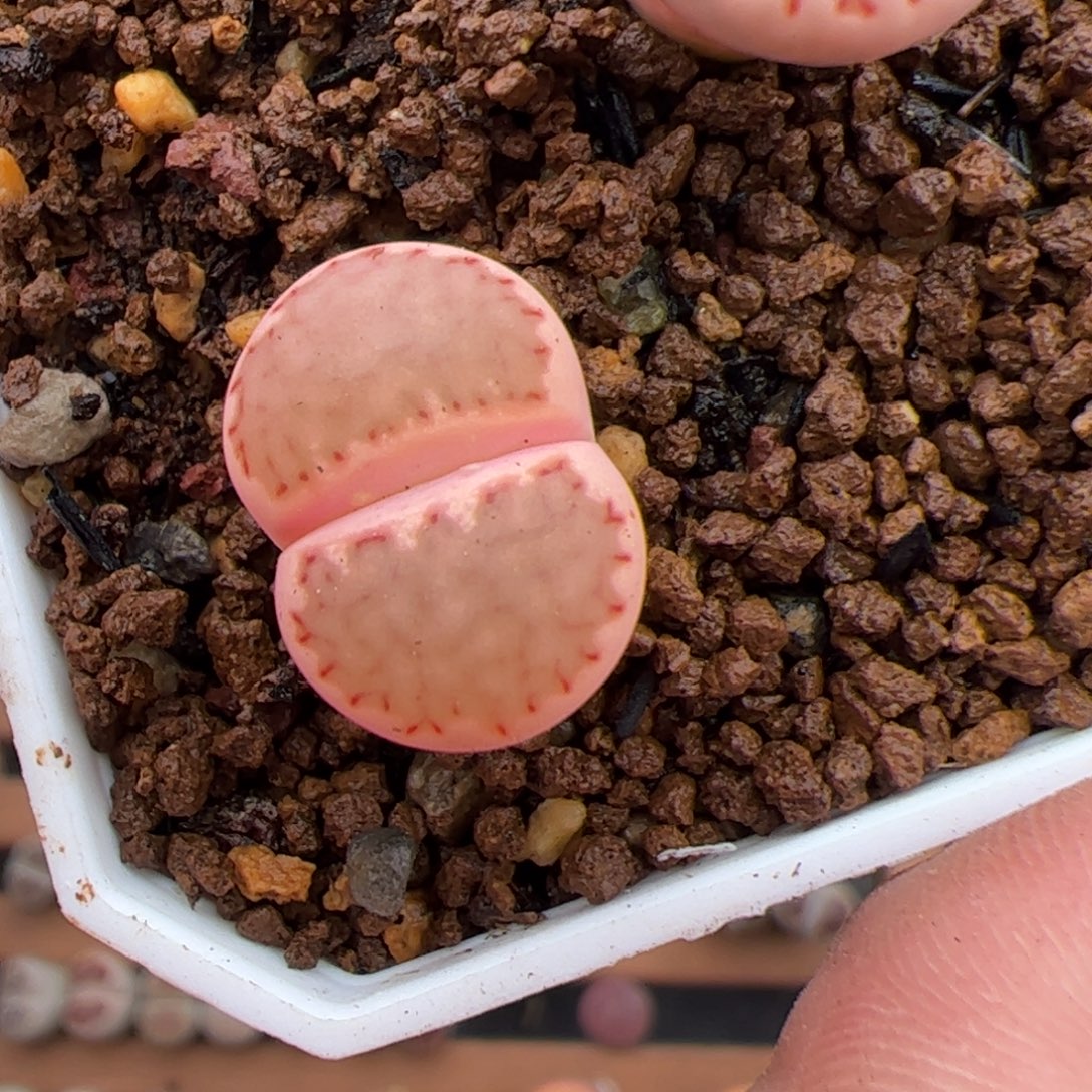 U***90410号锦 多肉植物