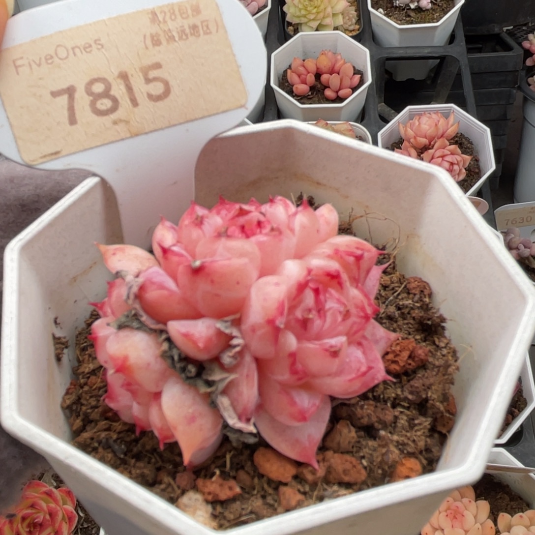 天鹅绒7815-4.5厘米