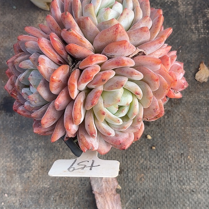 【***】两单包邮，一物一拍59