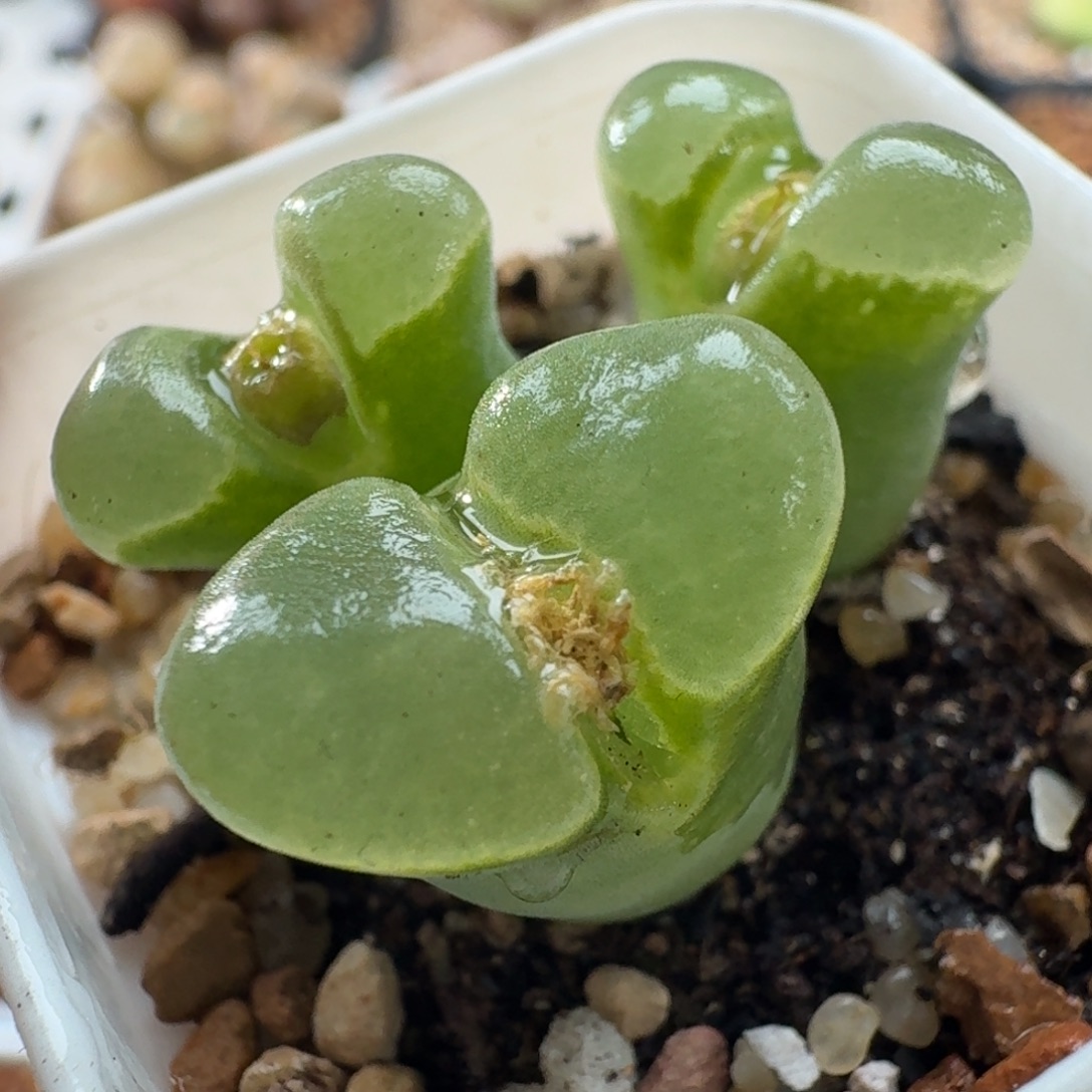 3914极窗唇印风铃玉肉锥植物