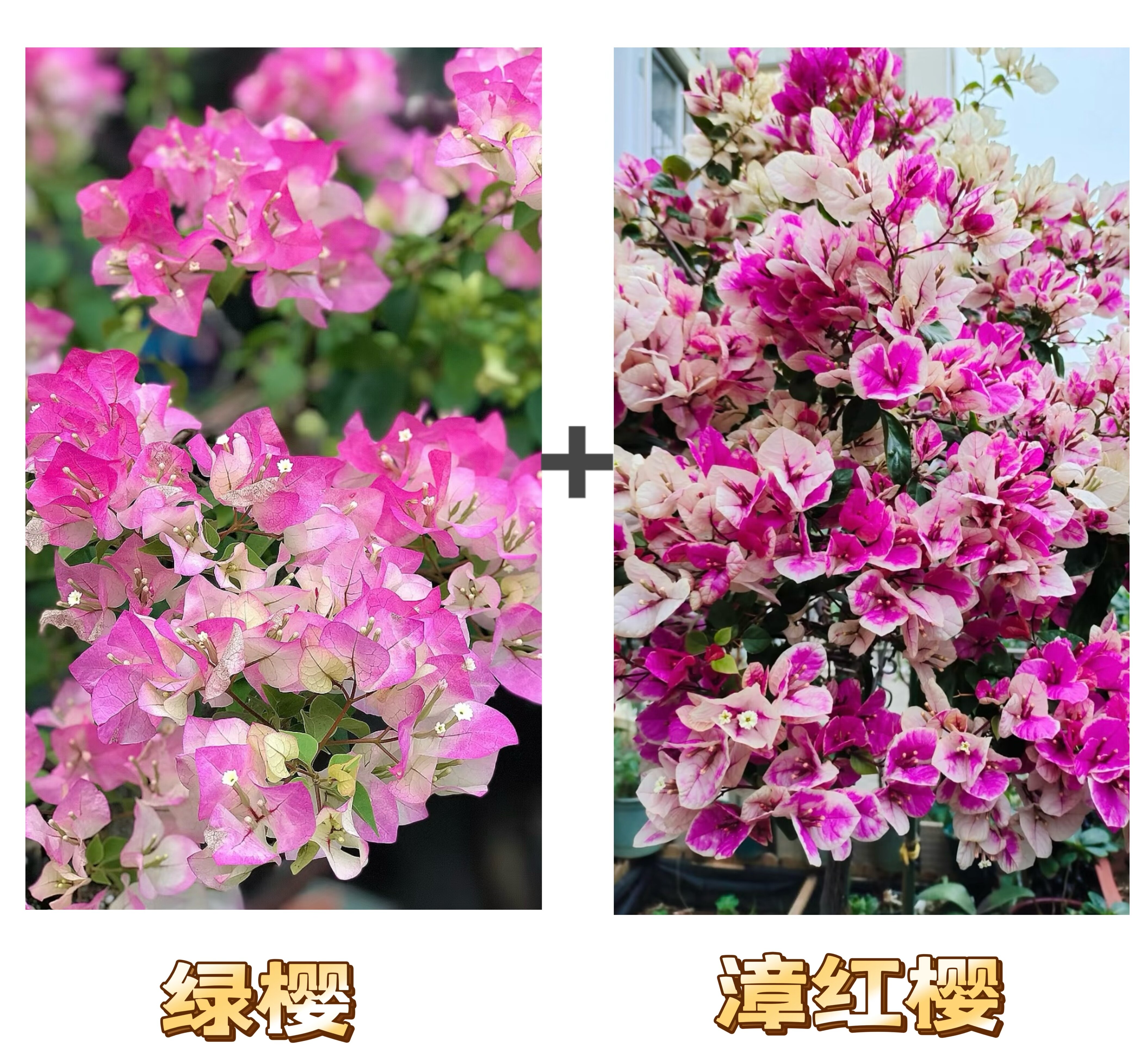 （绿樱+漳红樱）到手2棵  三角梅四季超勤花可飘枝  不带花不带盆