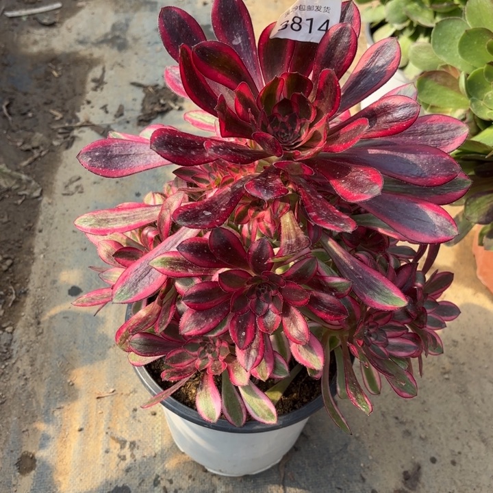 香奈儿多肉法师3814