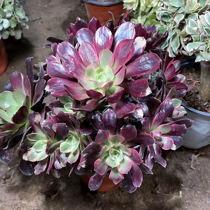 多肉植物赤霞飞13