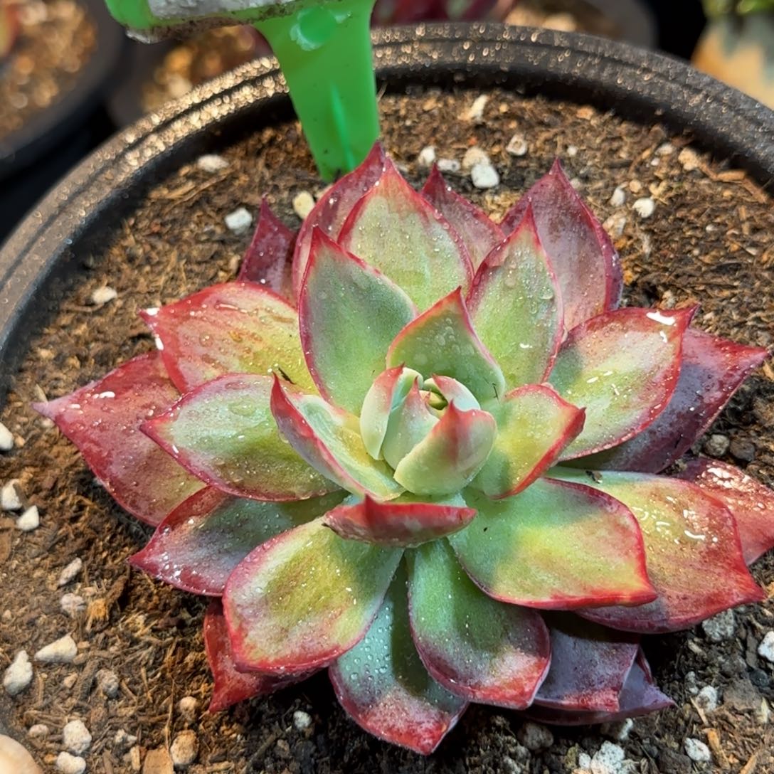 惊鸿一物一拍包装收缩花旱932