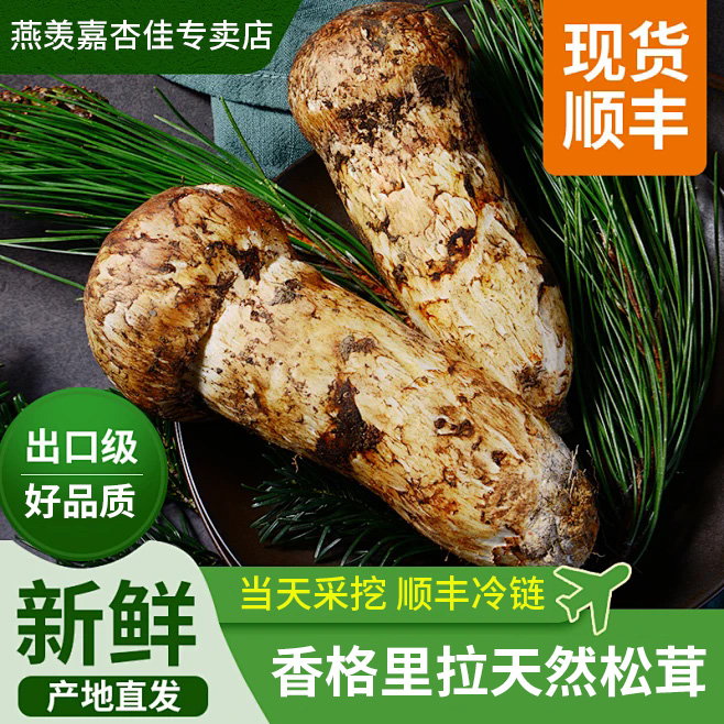 （央专属）正宗云南香格里拉新鲜松茸7cm-15cm(破损，微瑕）
