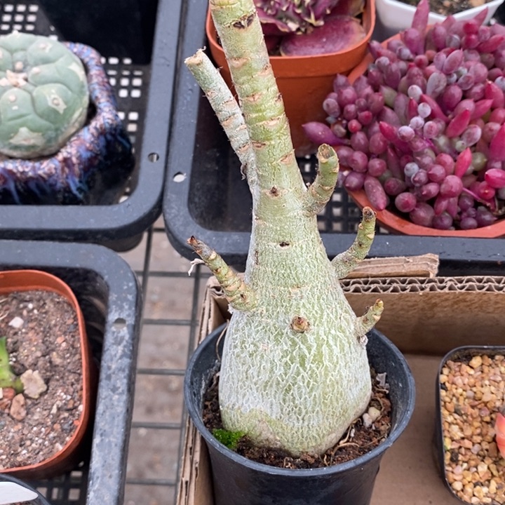 哥斯拉 伯克利和他女朋友的