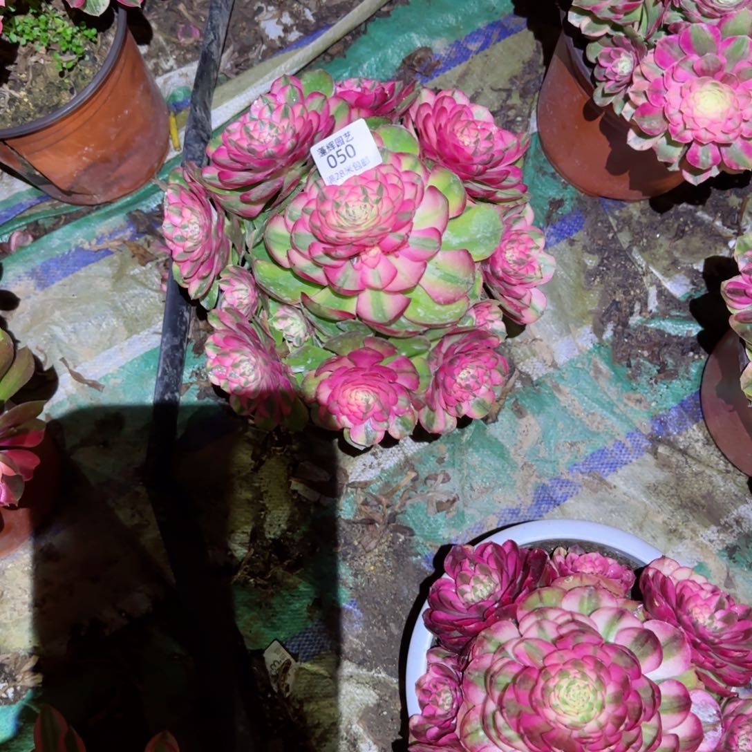 荔枝法师多肉050