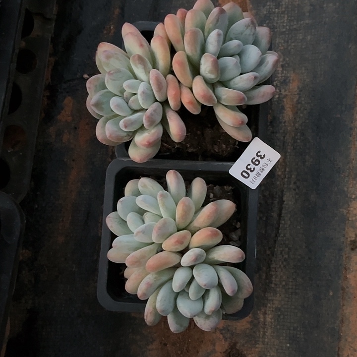 阿雅园艺。      3930香水两颗