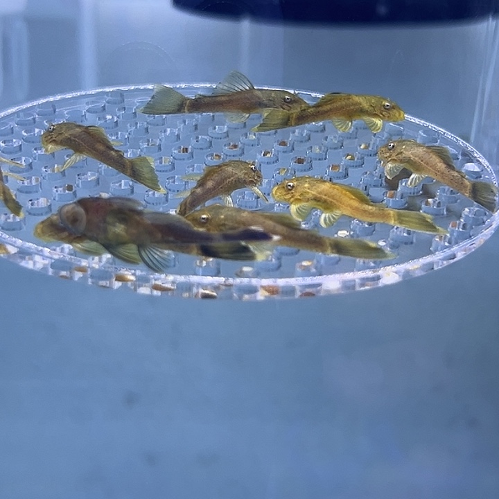 工具鱼绿龙胡子5条