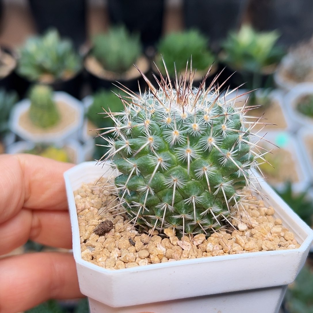 白王丸实生球一颗