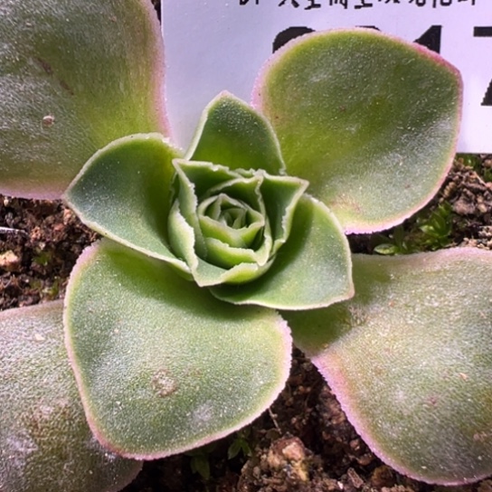 SY三碗017 花园离歌x帕美mex各种