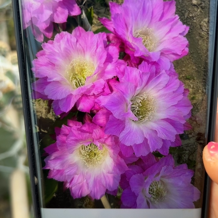 65彩草少女歪无根侧芽3一4公分左右20包邮