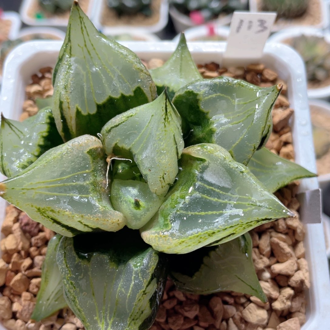 123裹般若母本。           