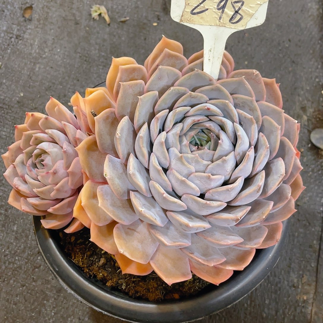 ·***鹰000000000000000298