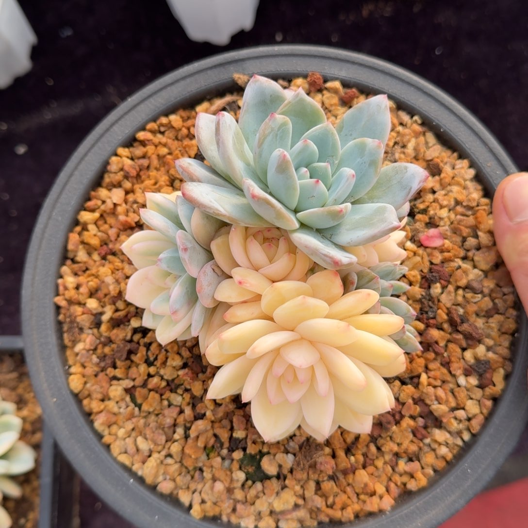 12厘米的尺寸一物一拍的