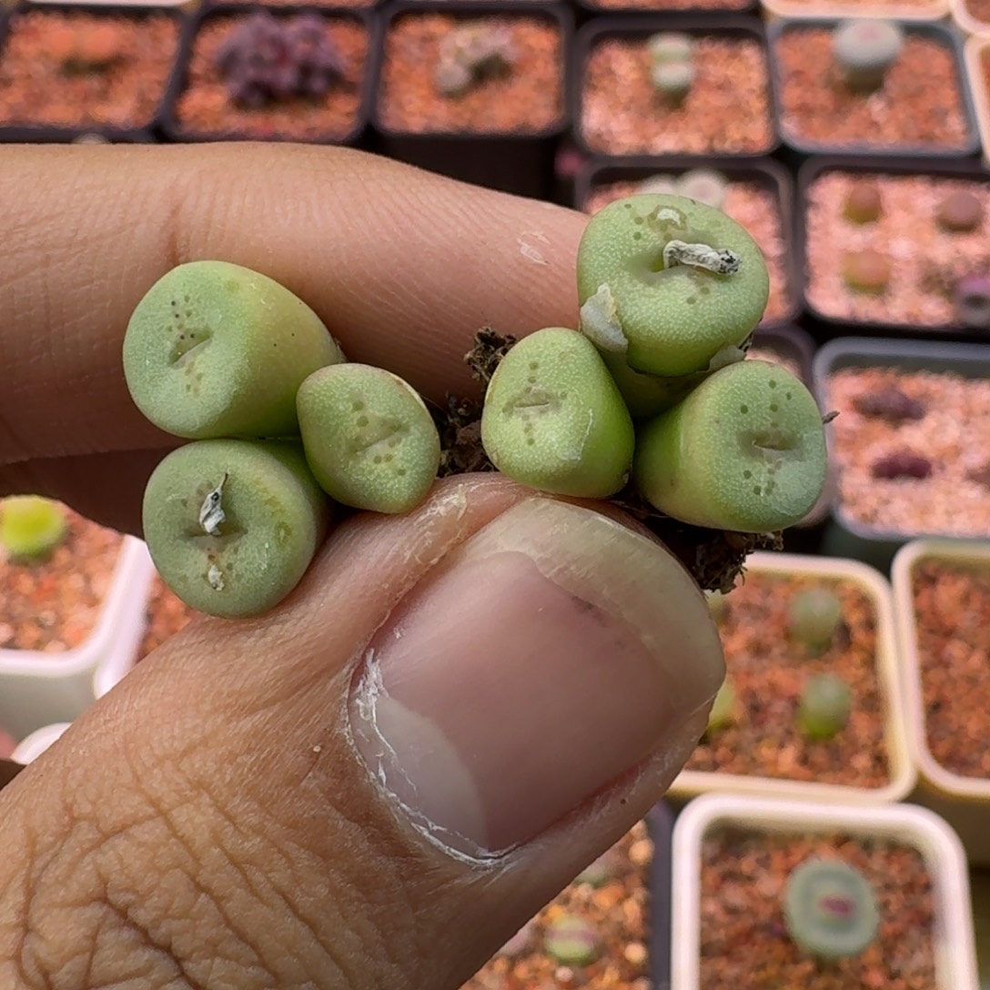 淡****云缦精品番杏18.13