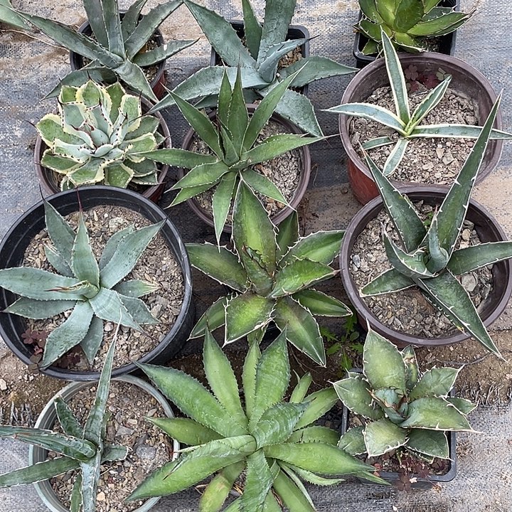 无花朵福利套餐1 2个品种