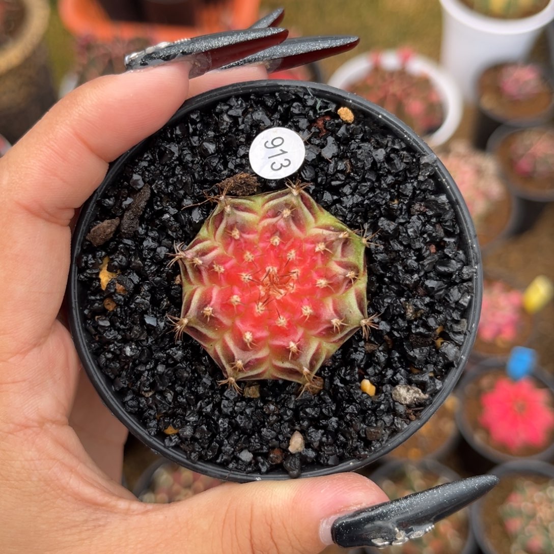 913 梦想轮回 实生 带盆土