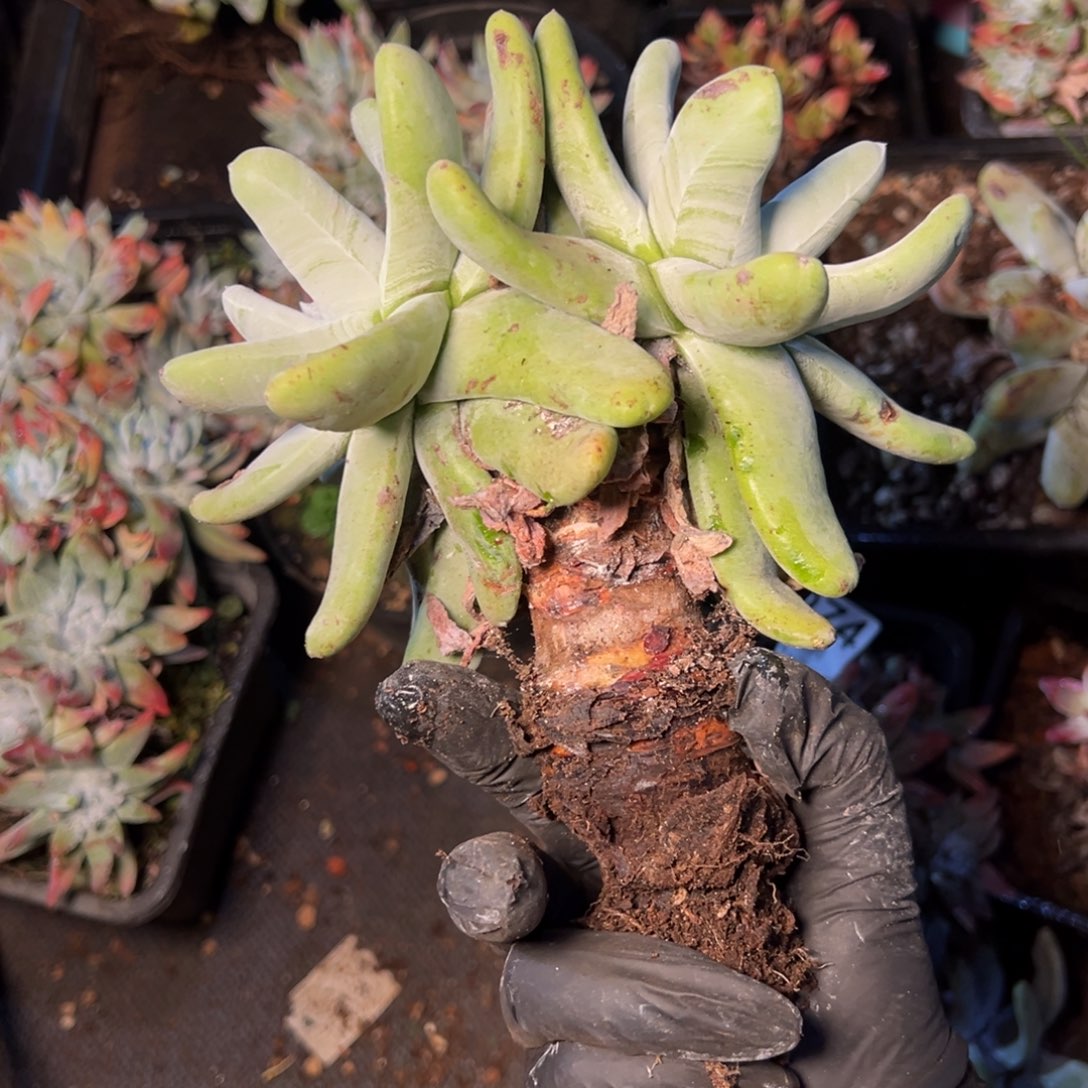 5075哈哈哈哈哈哈哈