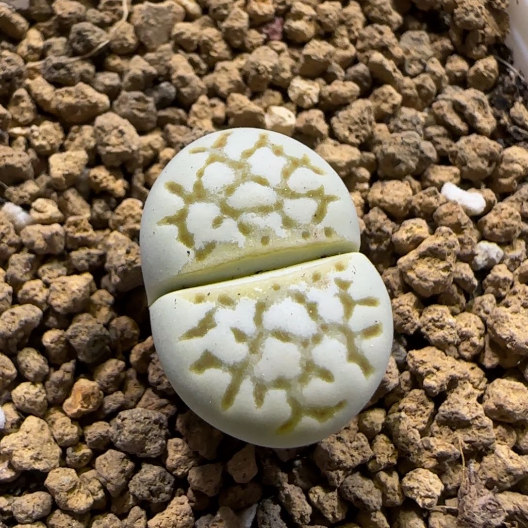 11.26。     绿网纹。     2029