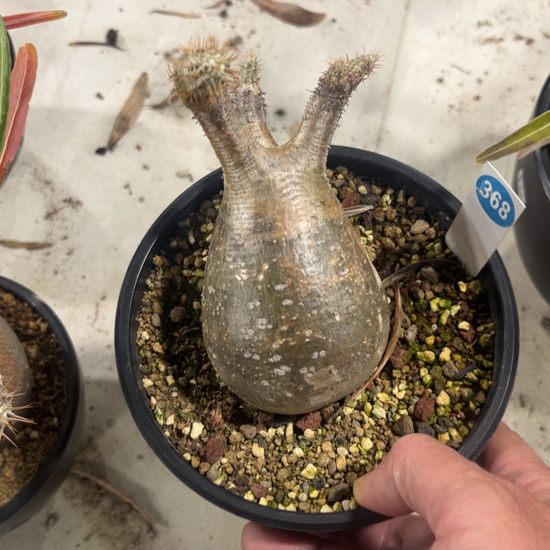 368象牙宫带盆带土发货