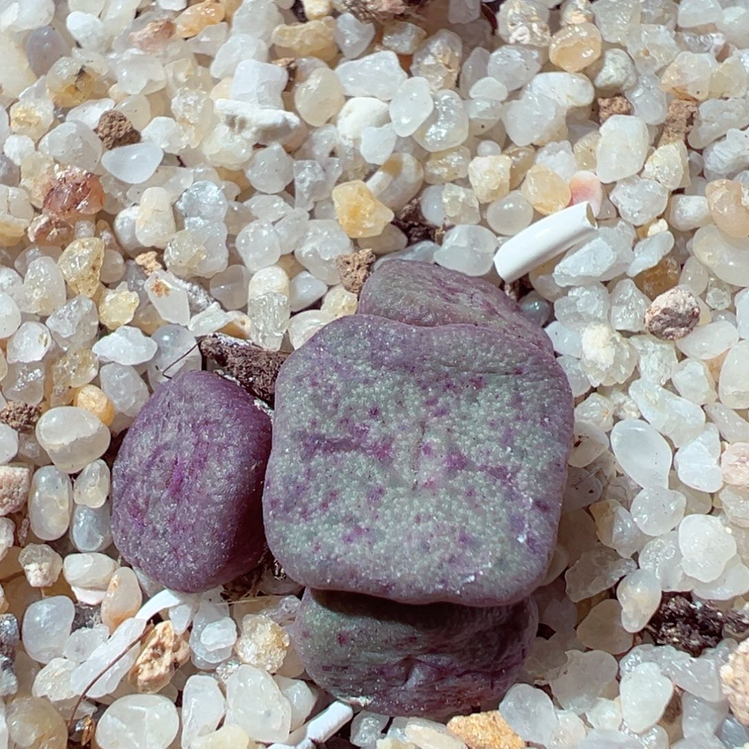 1218-638多肉多肉