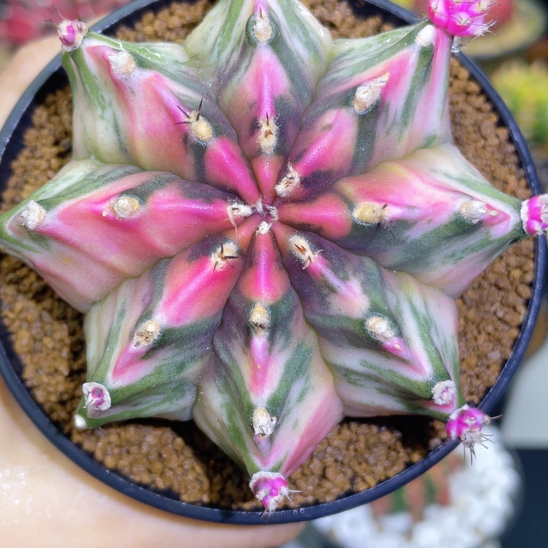 唇红瓷白 够美哈哈