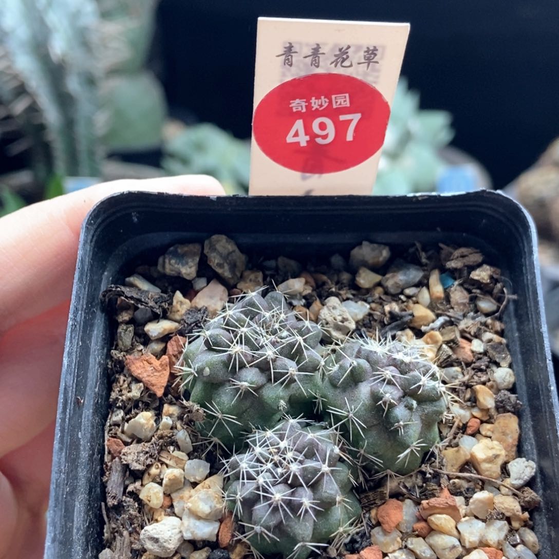 实生鱼鳞丸群一颗仙人球
