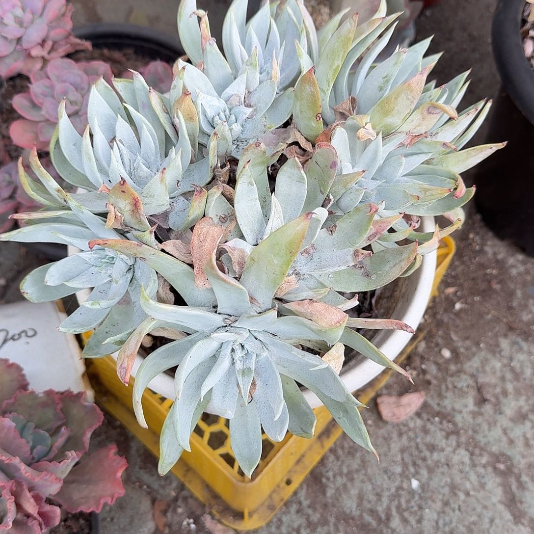 青***荷雪奴多肉植物精品