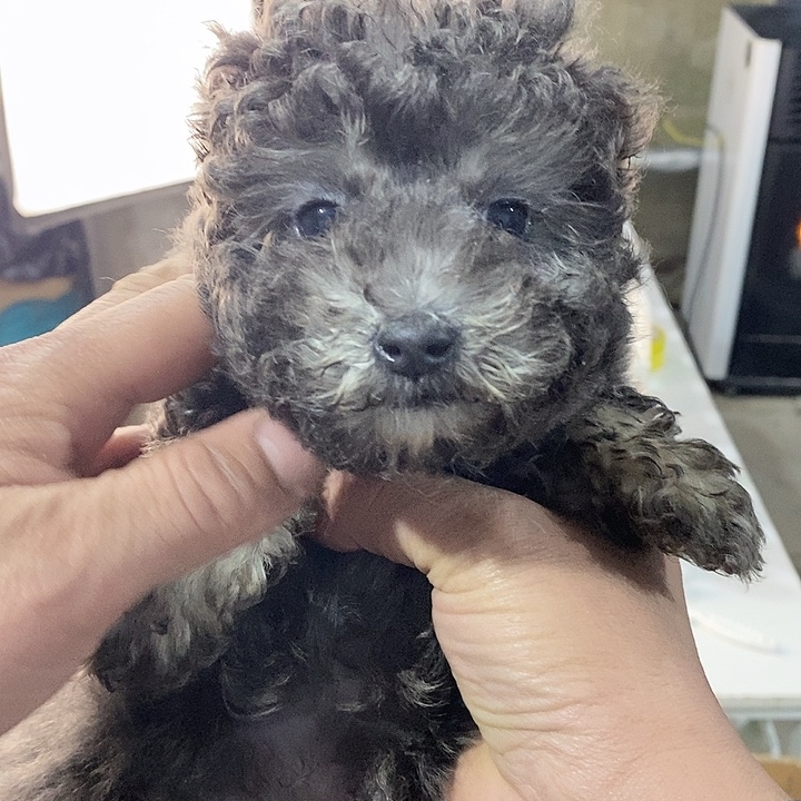 小体灰泰迪炸福利！！！！！