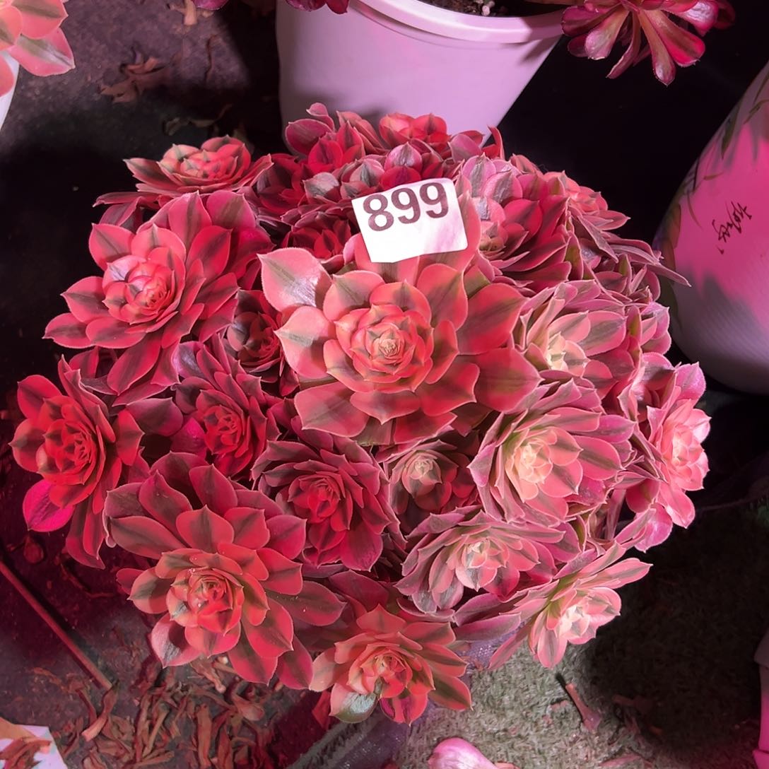 899粉女巫法师多肉