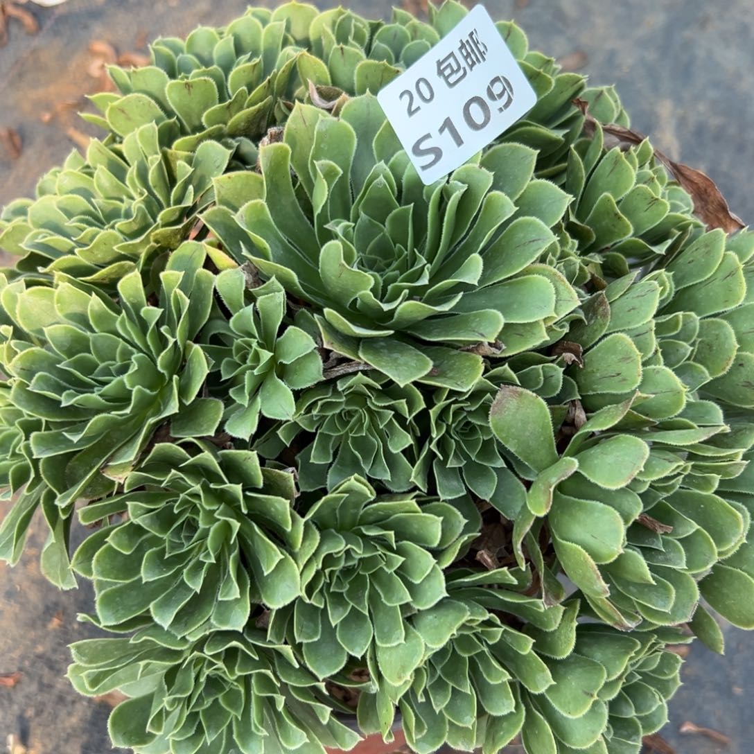 109绿色心情，满20包邮