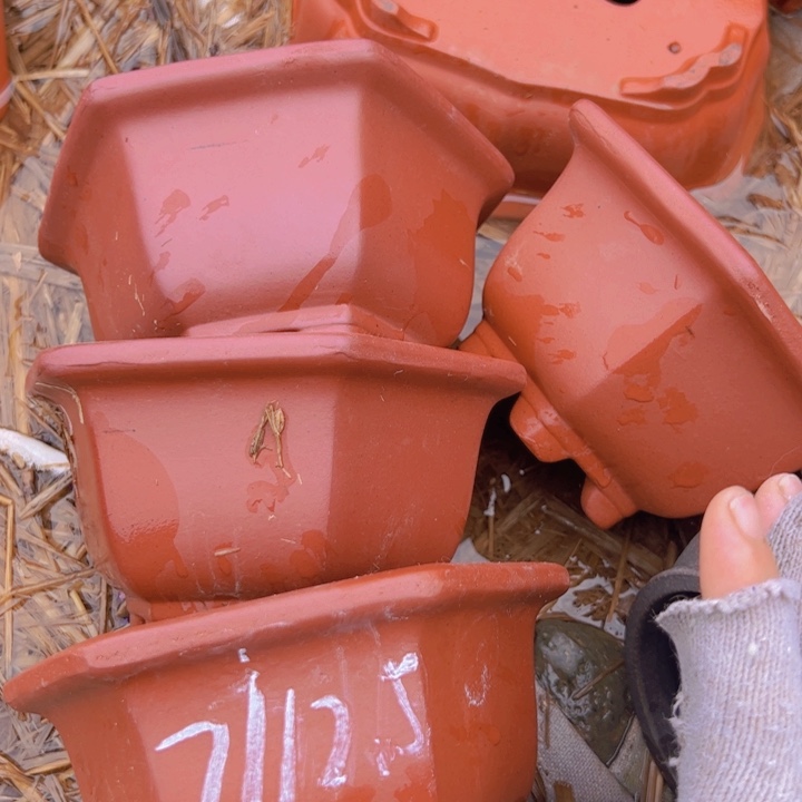 紫砂紫砂紫砂紫砂吸收