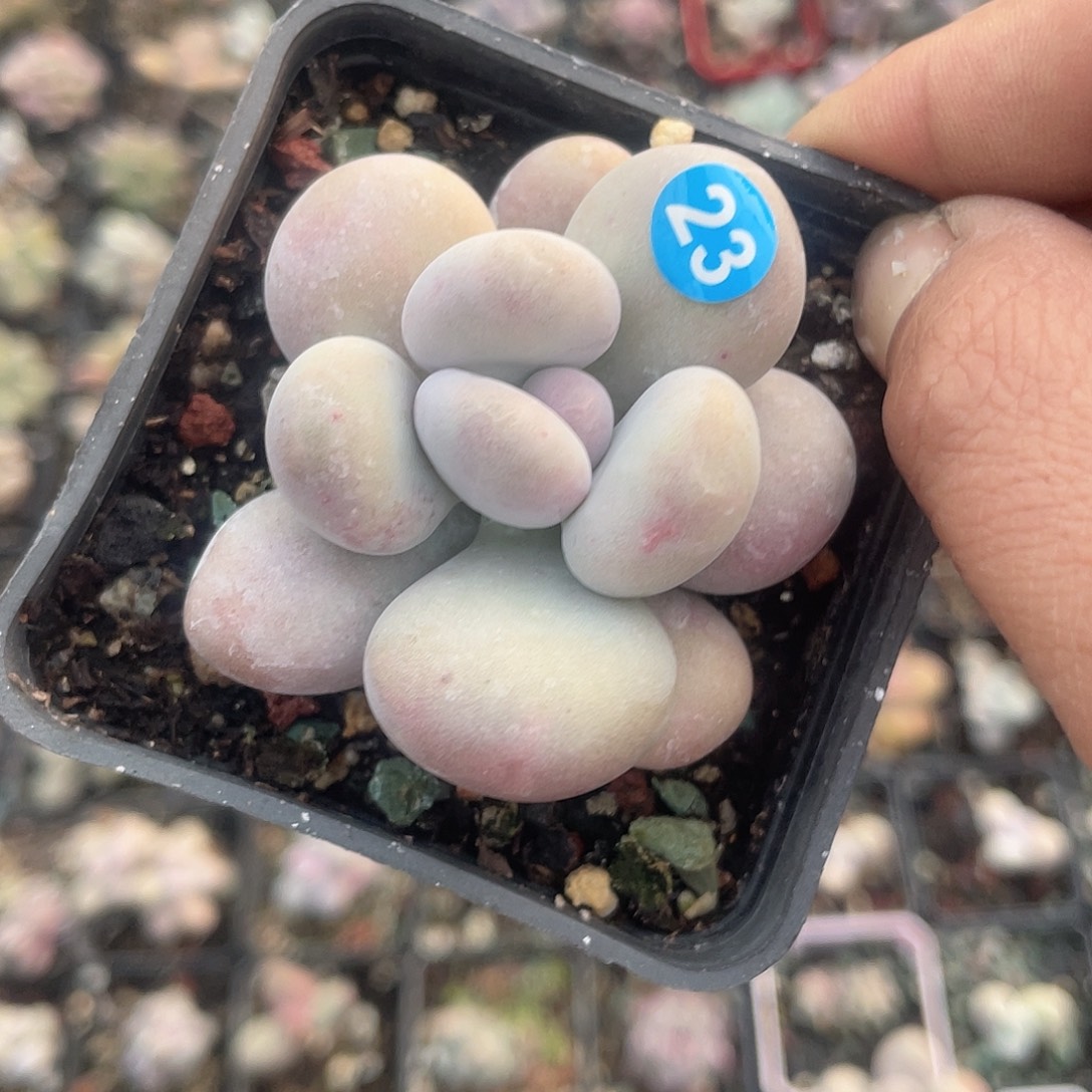 大叶奶脱土发货 7口盆